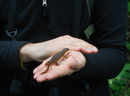 Replacement_naturalist_story_cover_photo